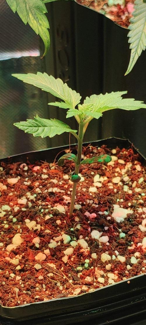 Special Queen #1. Week 1