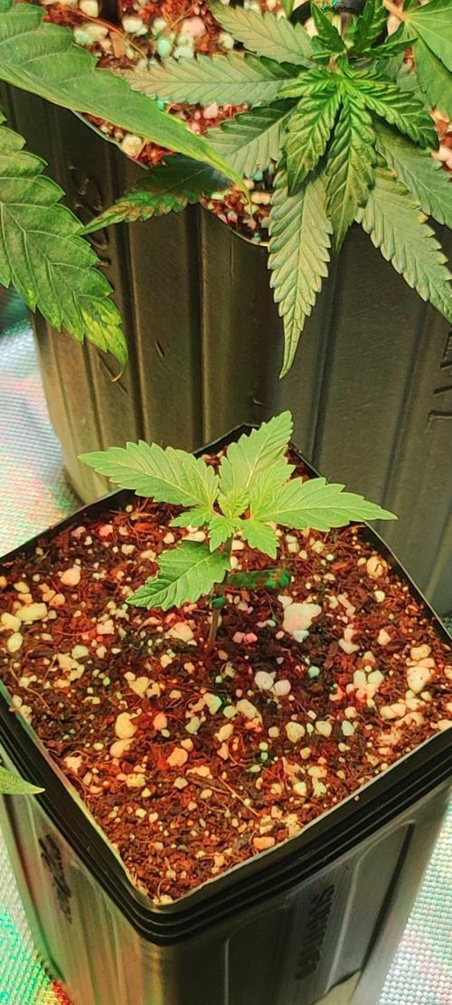 Special Queen #1. Week 1