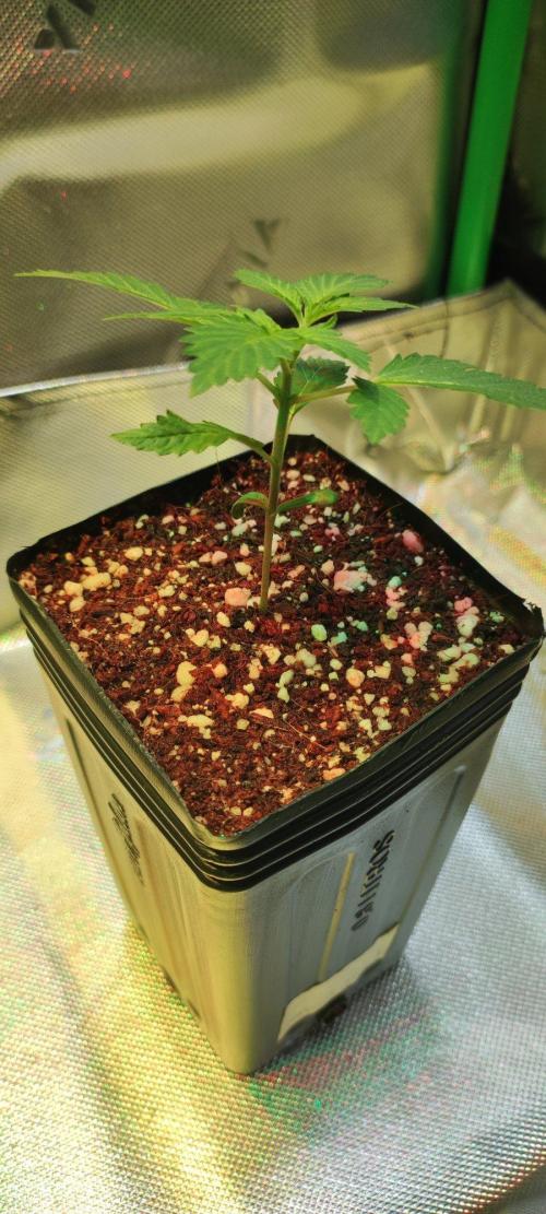 Special Queen #1. Week 1