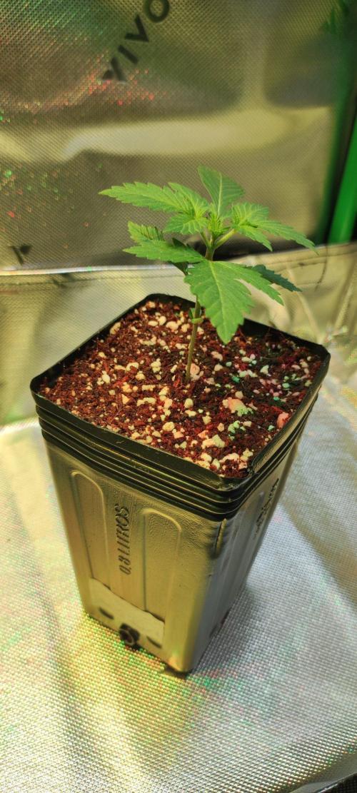 Special Queen #1. Week 1