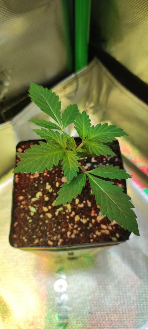 Special Queen #1. Week 1