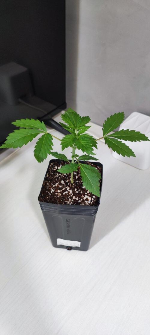 Special Queen #1. Week 1