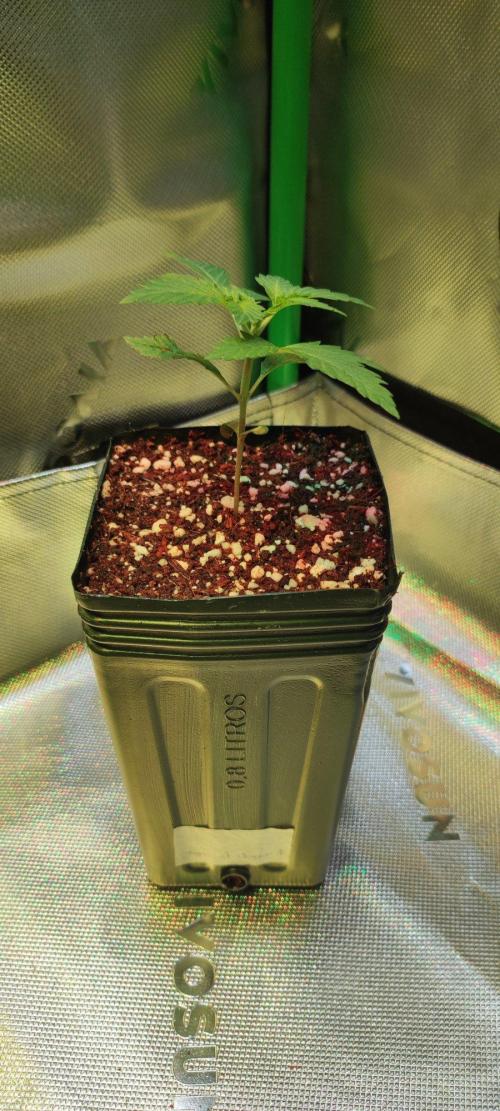 Special Queen #1. Week 1