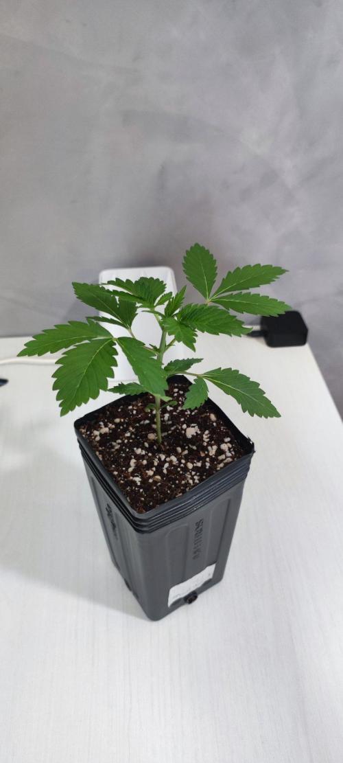 Special Queen #1. Week 1