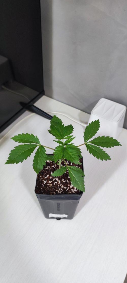 Special Queen #1. Week 1