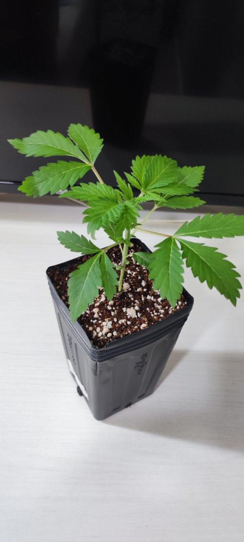 Special Queen #1. Week 1