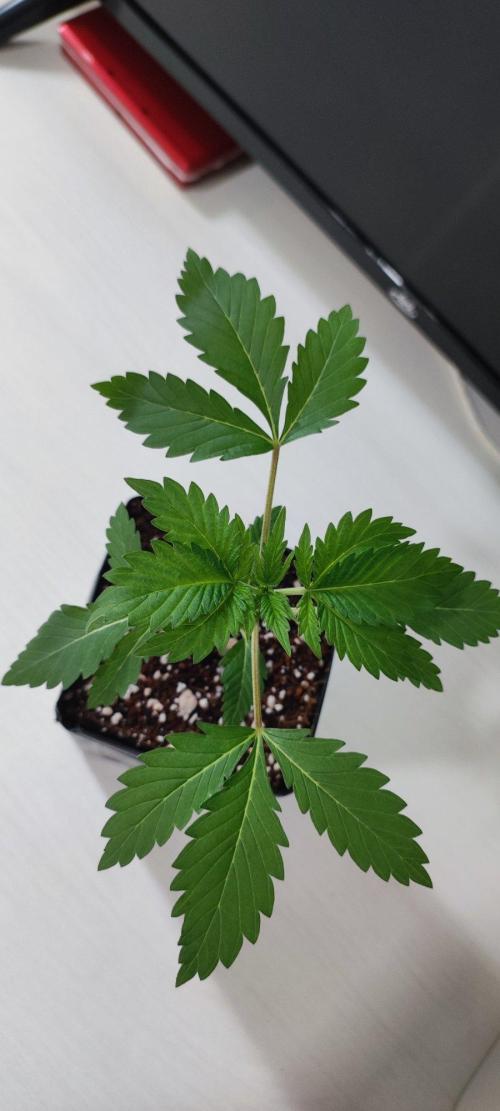 Special Queen #1. Week 1