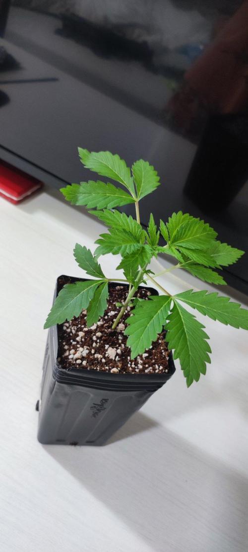 Special Queen #1. Week 1