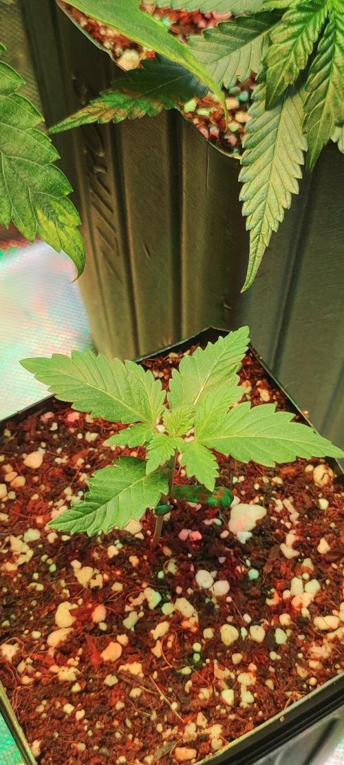 Special Queen #1. Week 1