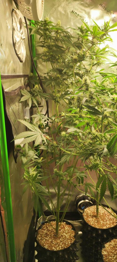 Blue Zushi. Week 9