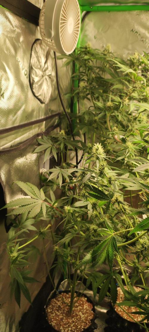 Blue Zushi. Week 9