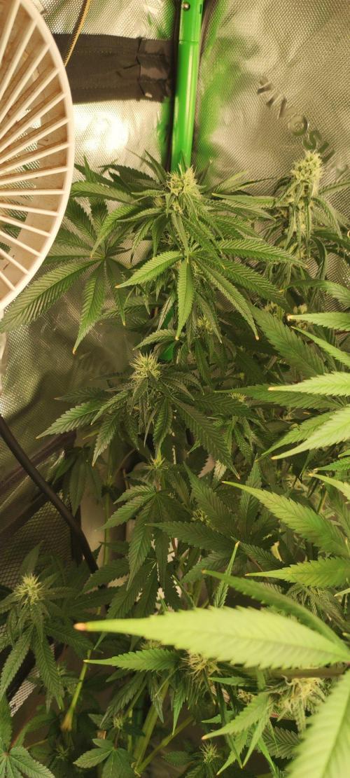 Blue Zushi. Week 9