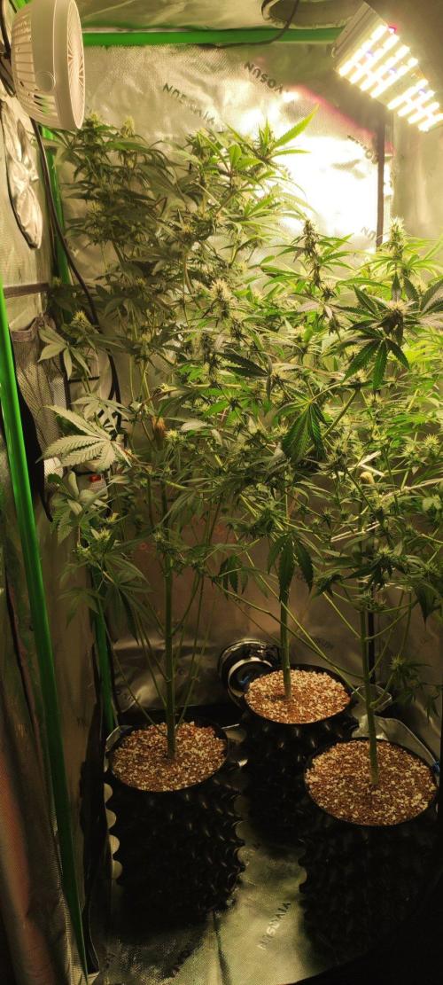 Blue Zushi. Week 9