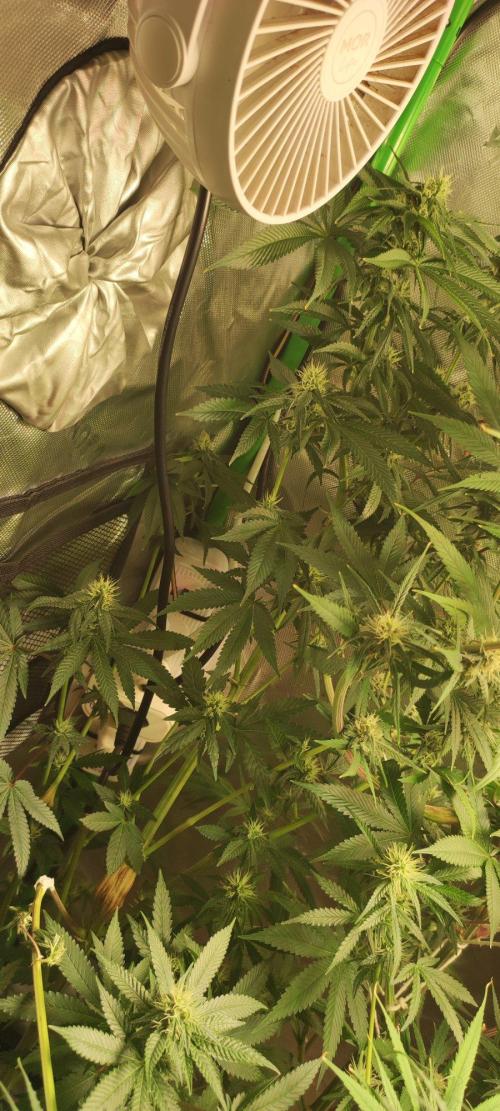Blue Zushi. Week 9