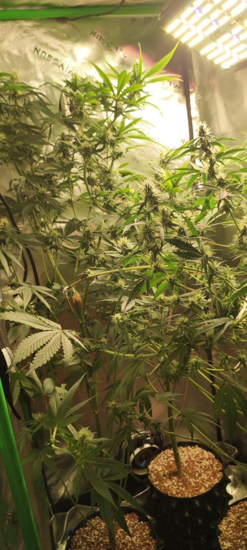 Blue Zushi. Week 9