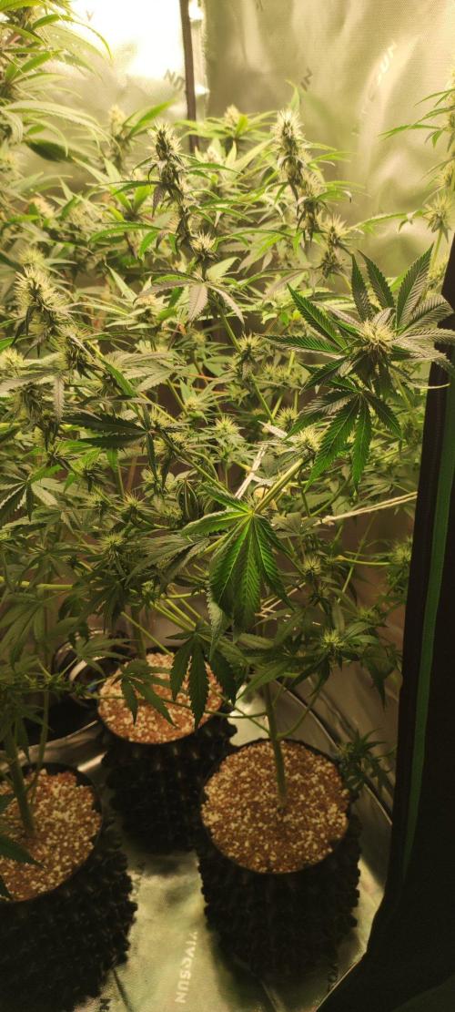 Grateful End OG. Week 9