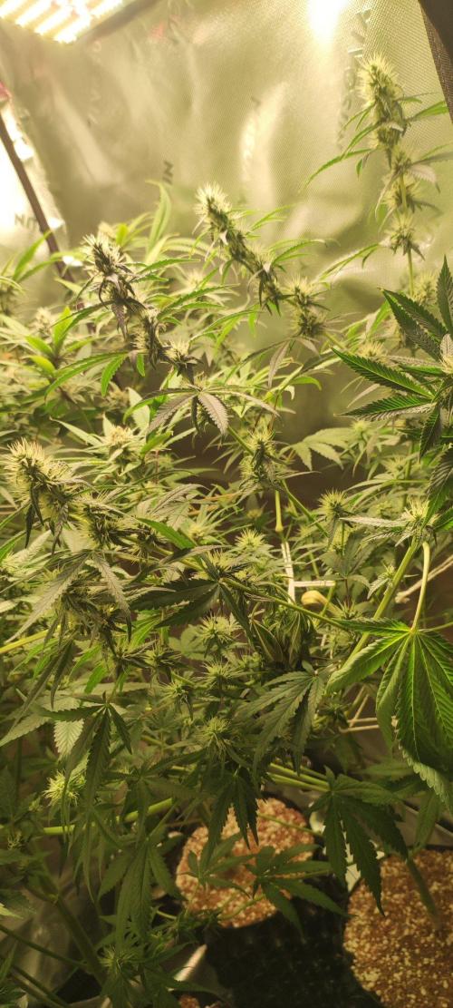 Grateful End OG. Week 9