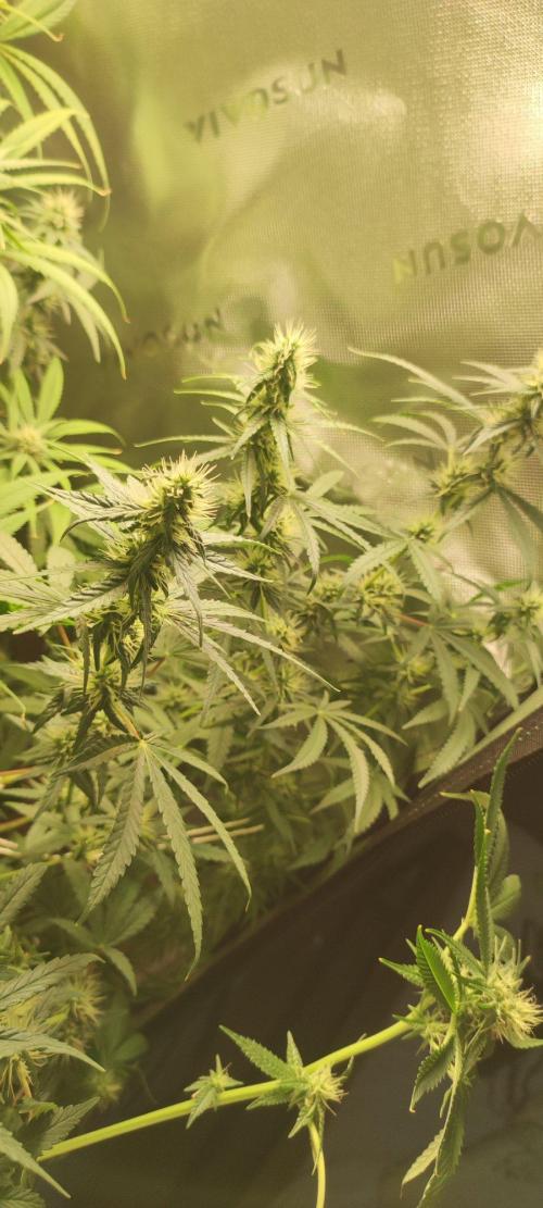 Grateful End OG. Week 9