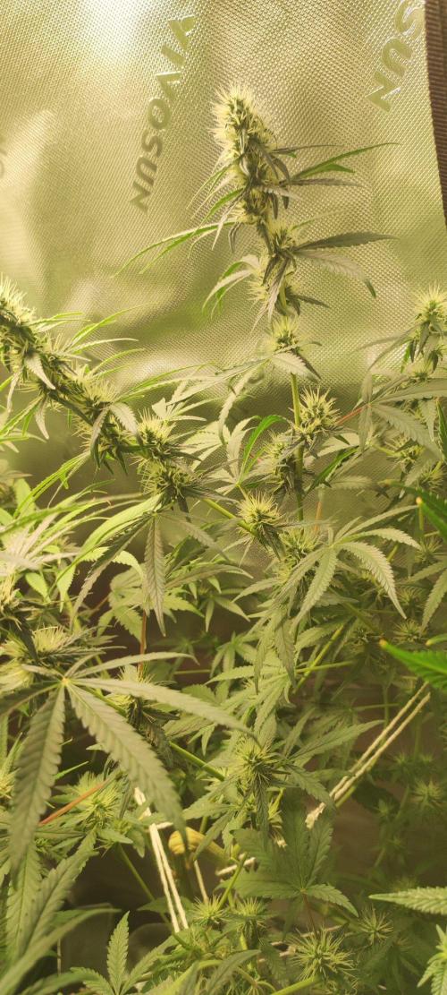 Grateful End OG. Week 9