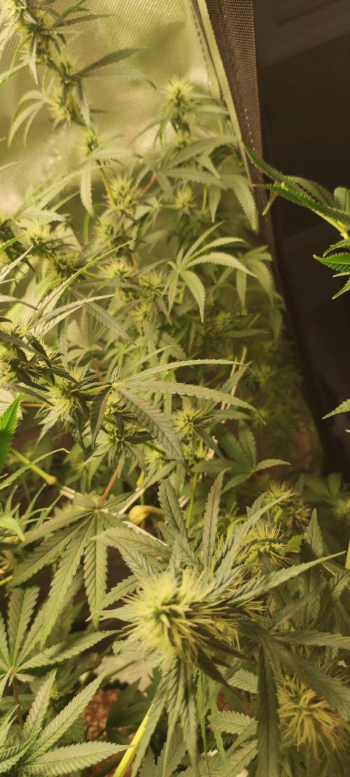 Grateful End OG. Week 9