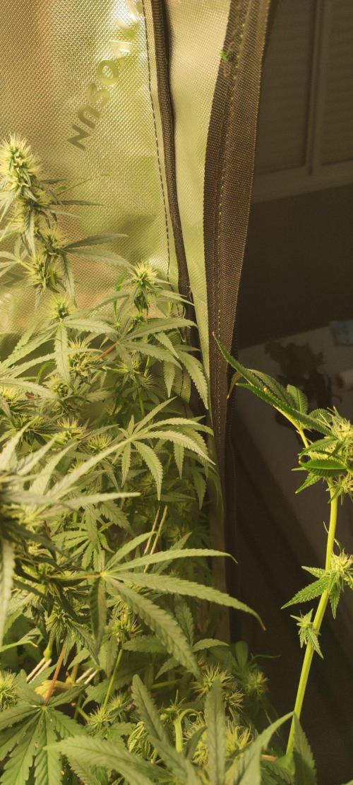 Grateful End OG. Week 9