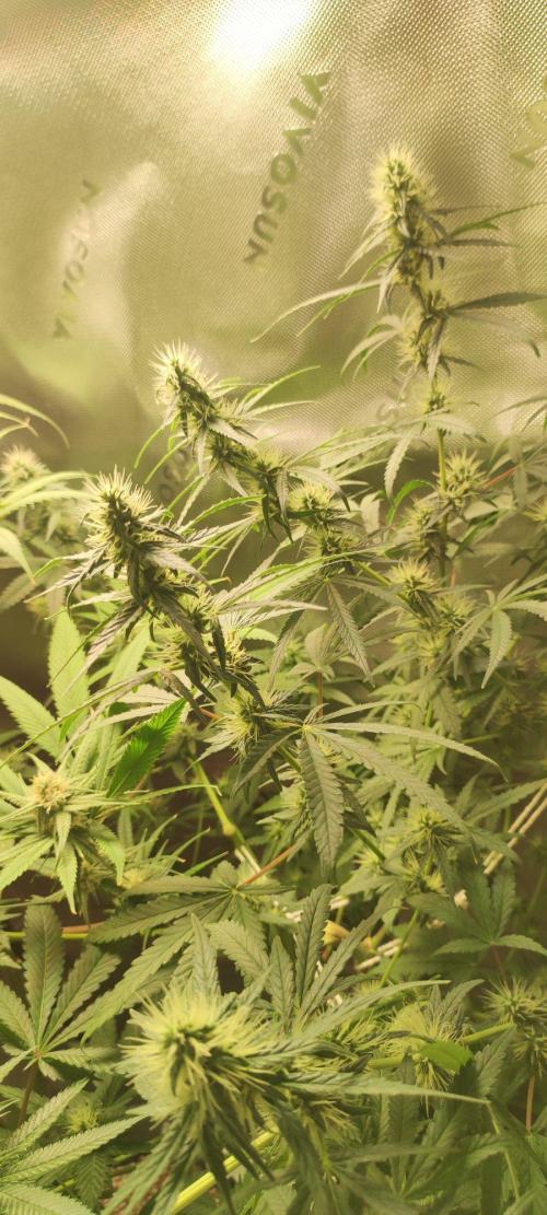Grateful End OG. Week 9