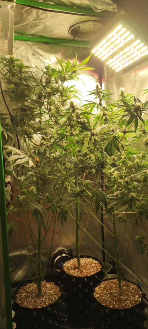 Grateful end OG. Week 9
