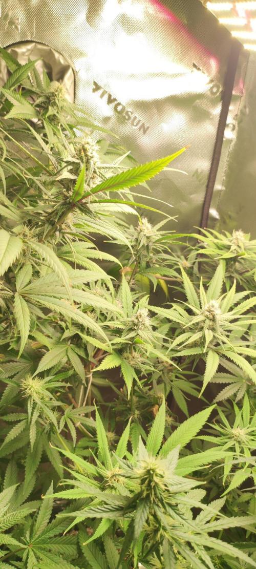 Skywalker Haze. Week 9