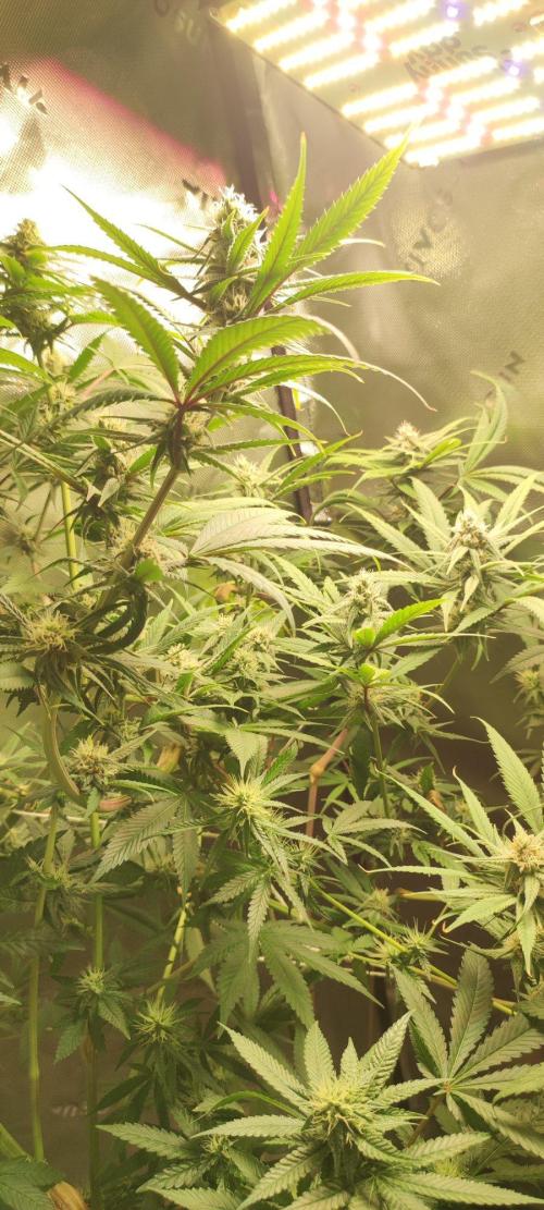 Skywalker Haze. Week 9
