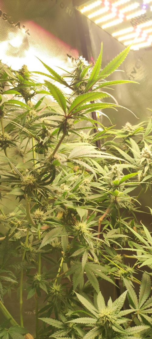 Skywalker Haze. Week 9