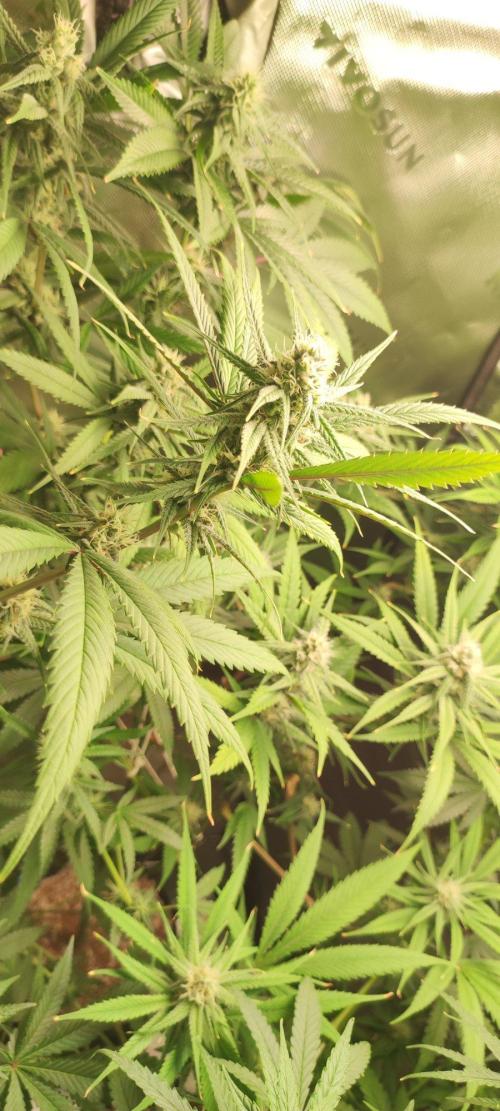Skywalker Haze. Week 9