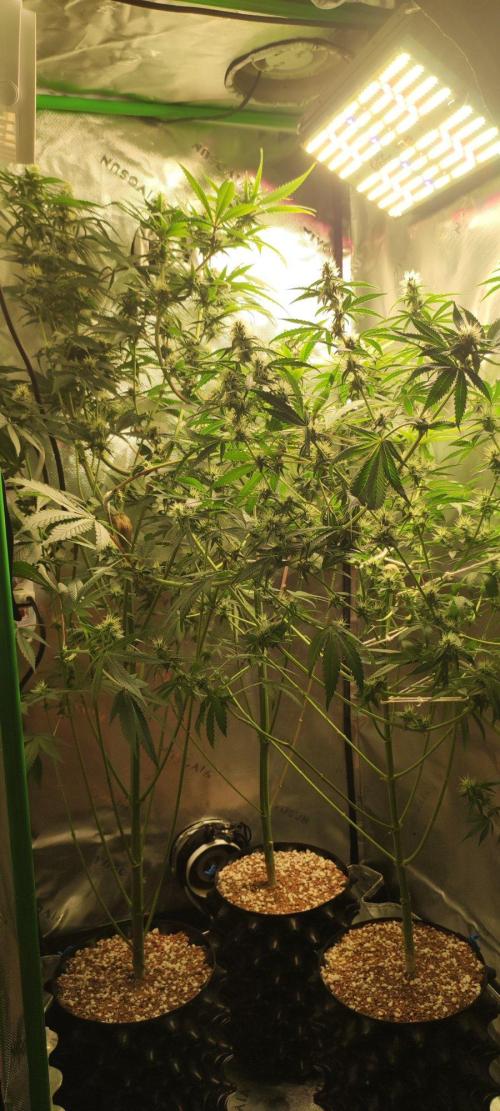 Skywalker Haze. Week 9
