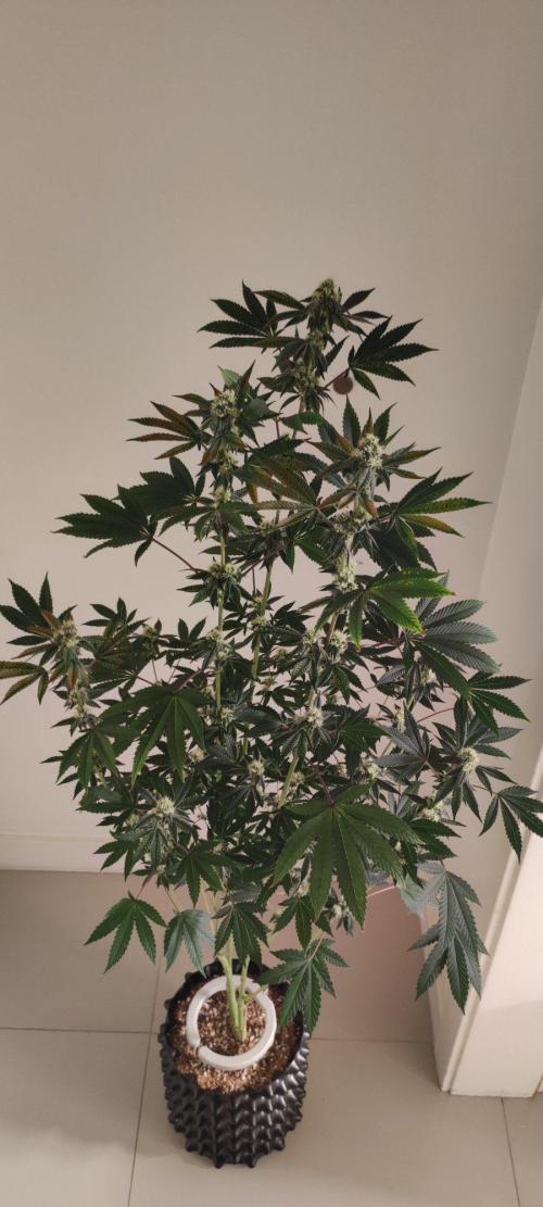 Grape Pie. Week 9