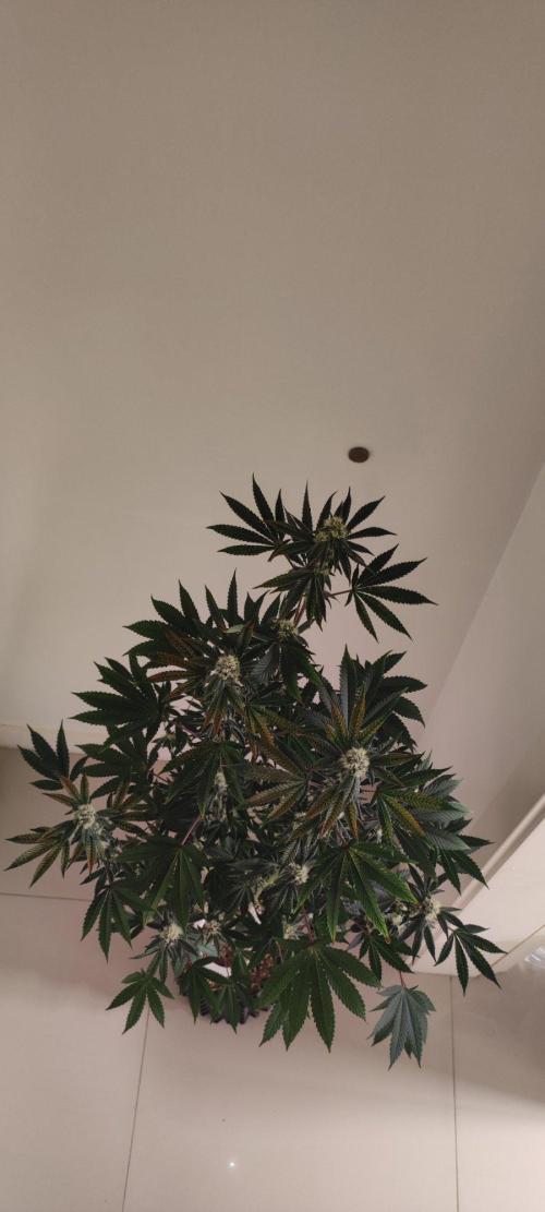 Grape Pie. Week 9