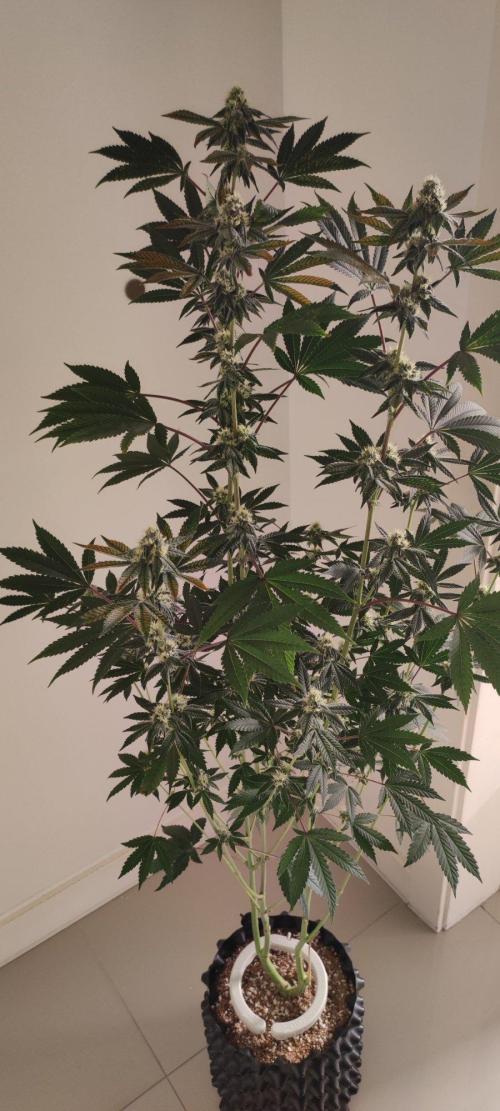 Grape Pie. Week 9