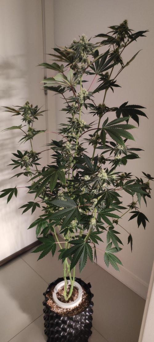 Grape Pie. Week 9