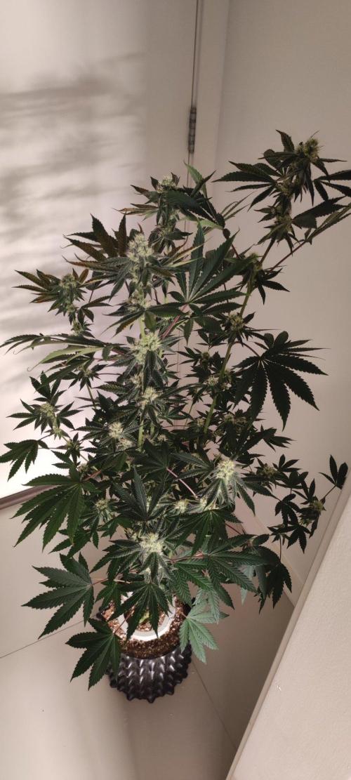 Grape Pie. Week 9