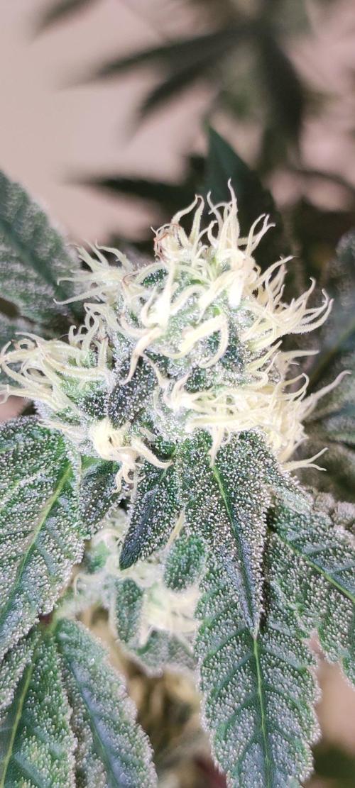 Grape Pie. Week 9