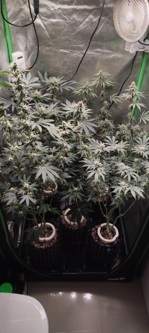 Grape Pie. Week 9