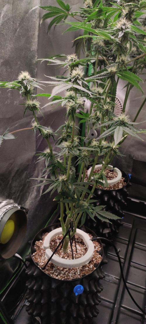 Wedding Cake. Week 10