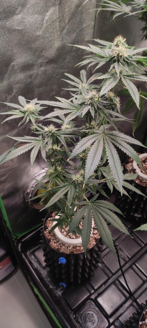 Wedding Cake. Week 10