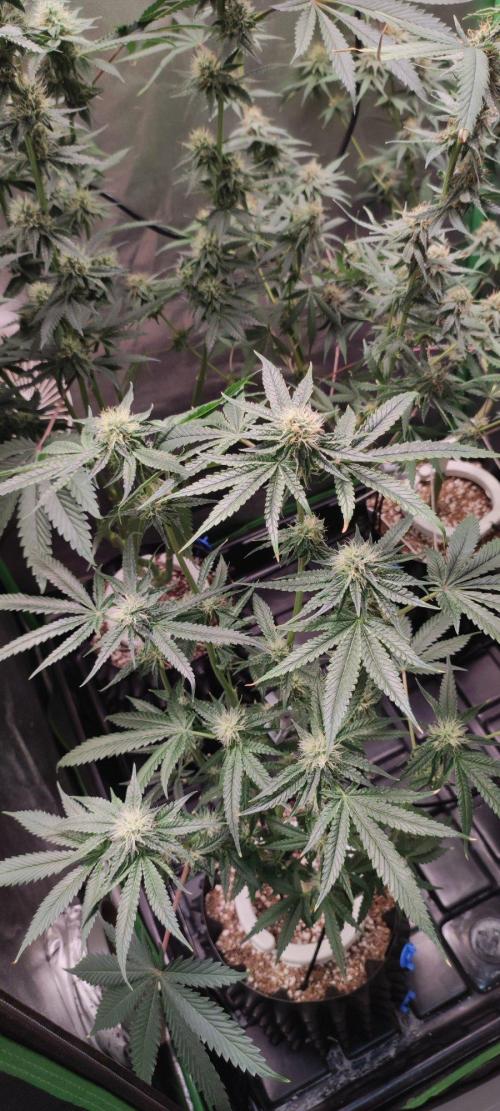 Wedding Cake. Week 10