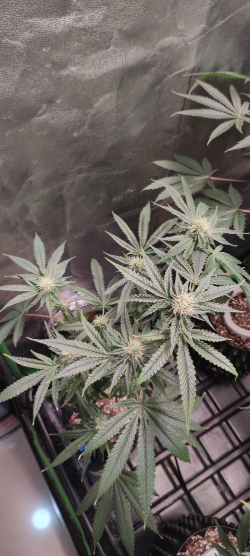 Wedding Cake. Week 10
