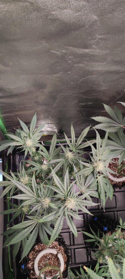 Wedding Cake. Week 10