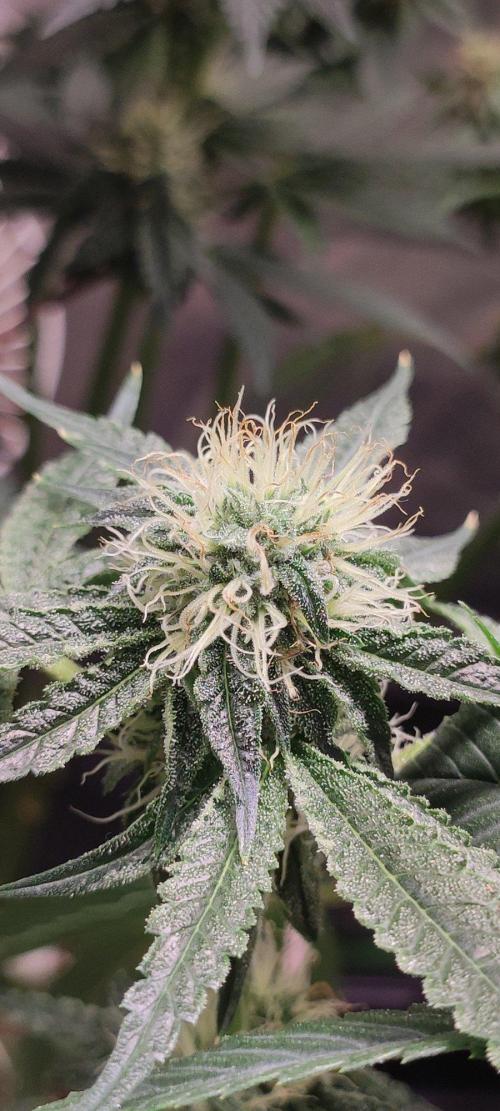 Wedding Cake. Week 10