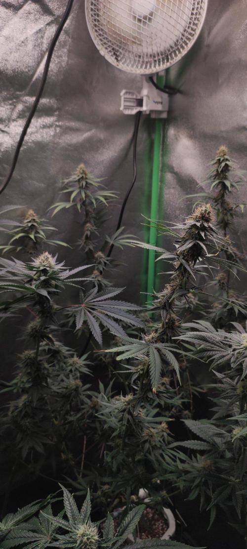 Sherbet. Week 10