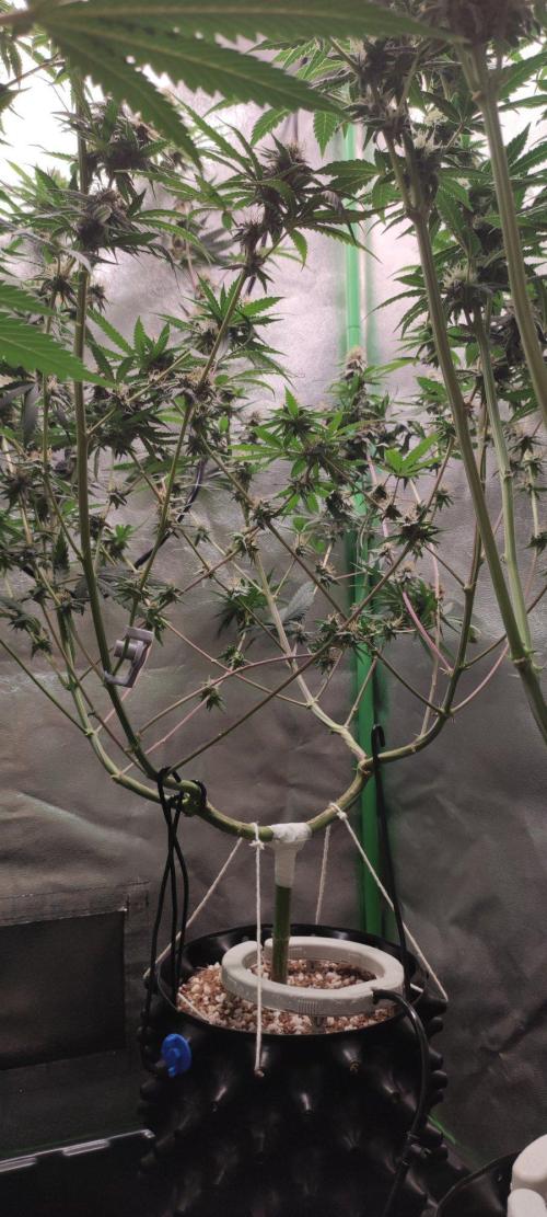 Sherbet. Week 10