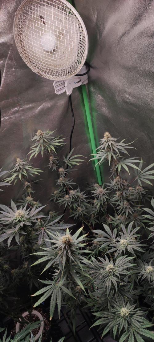 Sherbet. Week 10