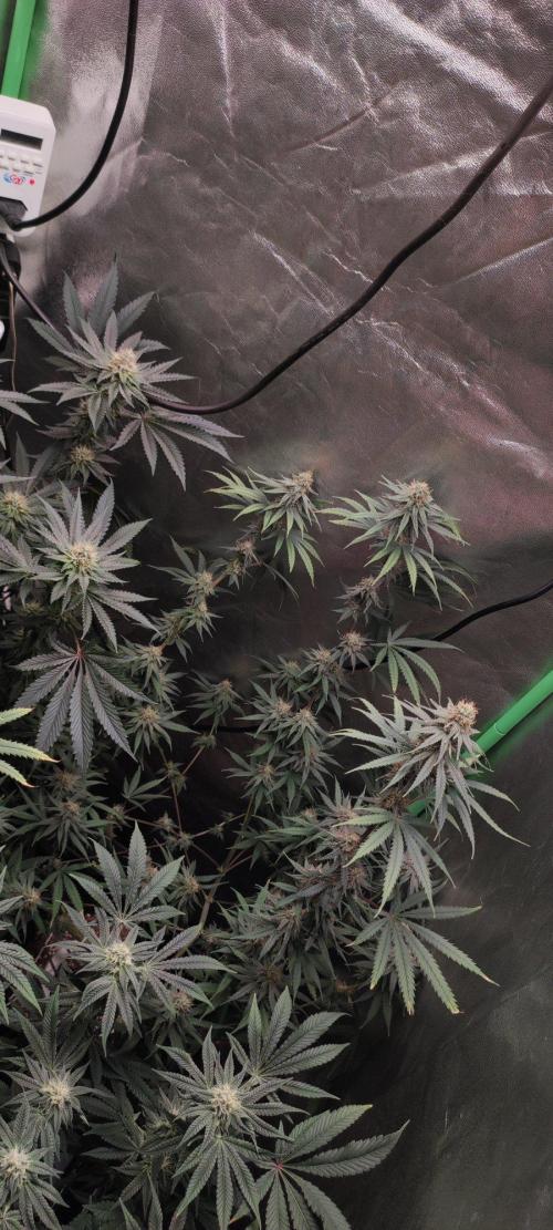 Sherbet. Week 10