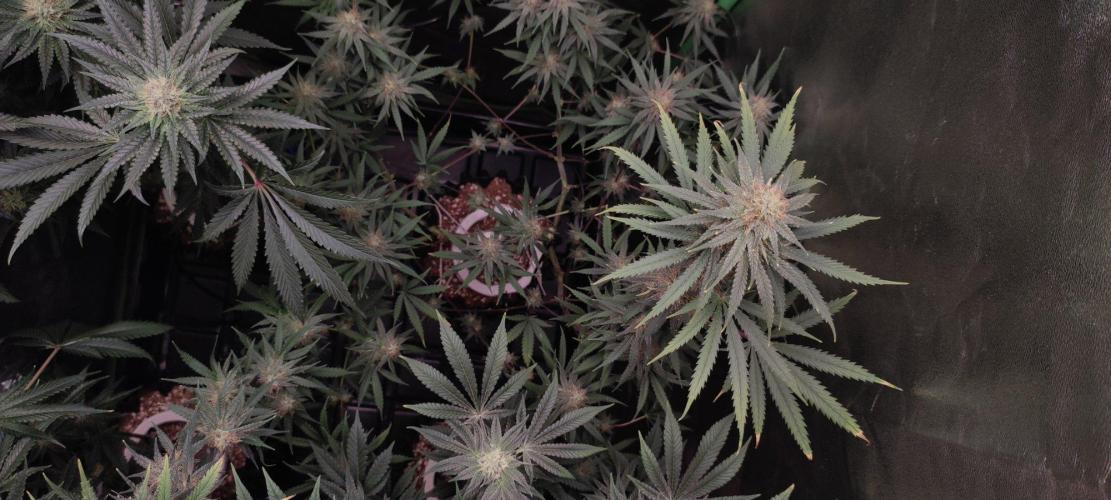 Sherbet. Week 10